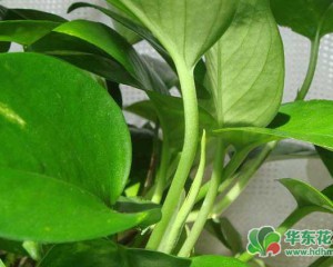 水培花卉植物：綠蘿葉子發黃是什么原因？怎么辦呢？